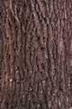 Quercus robur IMG_8775 Dąb szypułkowy